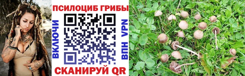 Купить  Кызыл  Псилоцибиновые грибы GOLDEN TEACHER 